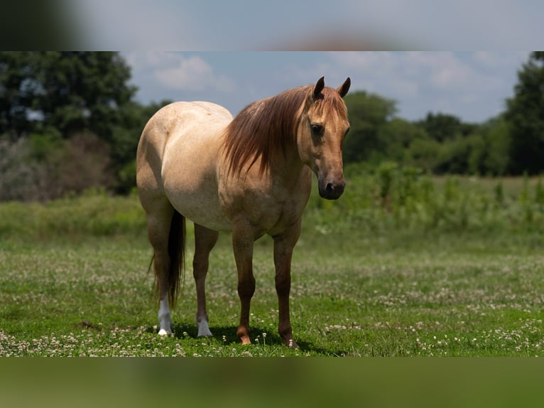 Caballo cuarto de milla Caballo castrado 6 años 152 cm Ruano alazán in Carrolton MO