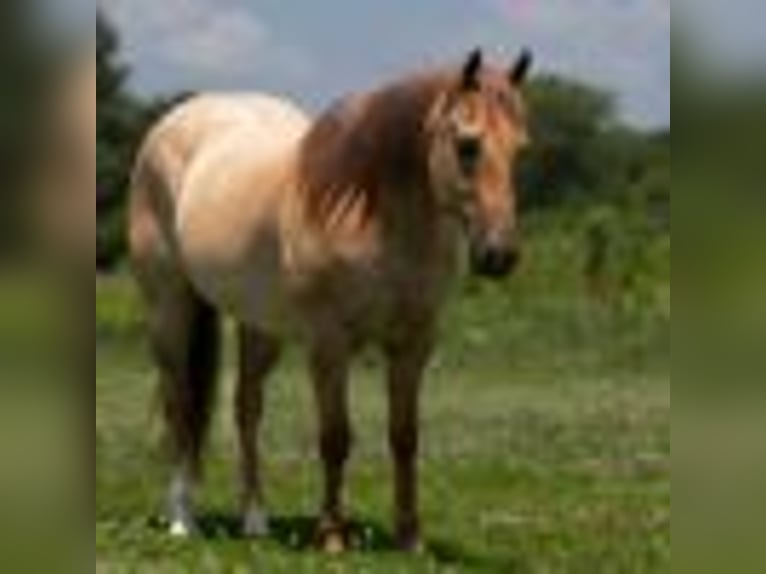 Caballo cuarto de milla Caballo castrado 6 años 152 cm Ruano alazán in Carrolton, MO
