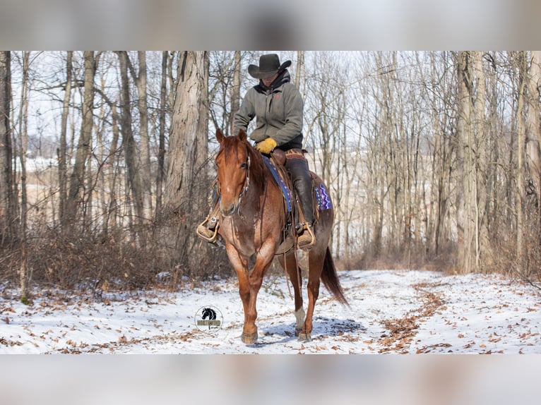 Caballo cuarto de milla Caballo castrado 6 años 152 cm Ruano alazán in Fredericksburg