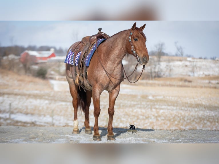 Caballo cuarto de milla Caballo castrado 6 años 152 cm Ruano alazán in Fredericksburg