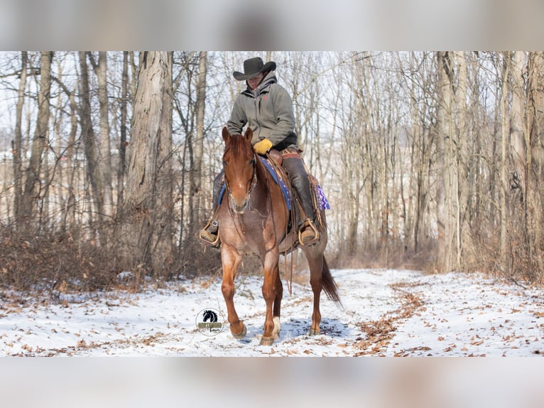 Caballo cuarto de milla Caballo castrado 6 años 152 cm Ruano alazán in Fredericksburg