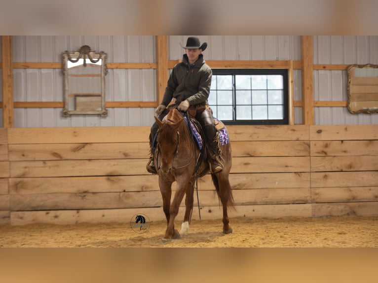 Caballo cuarto de milla Caballo castrado 6 años 152 cm Ruano alazán in Fredericksburg