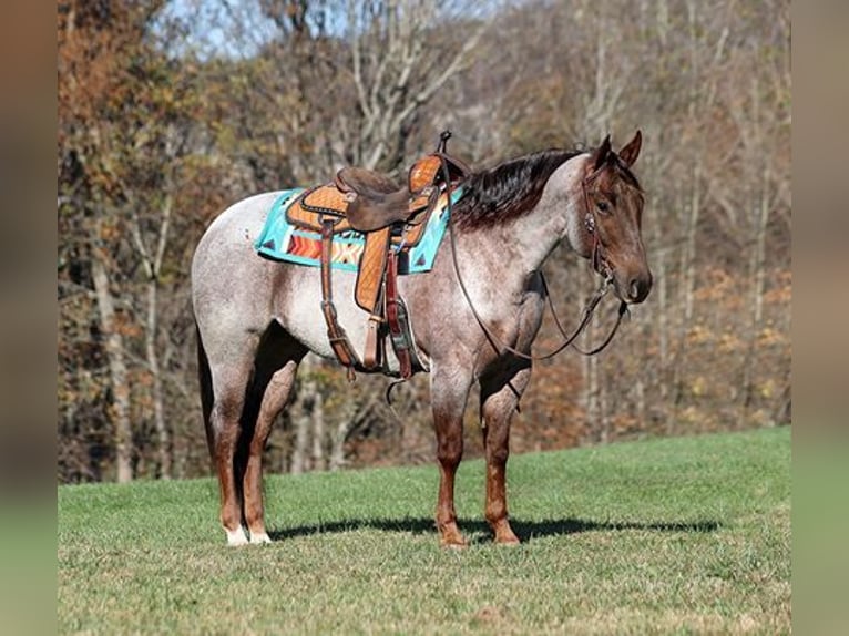 Caballo cuarto de milla Caballo castrado 6 años 152 cm Ruano alazán in Mount Vernon