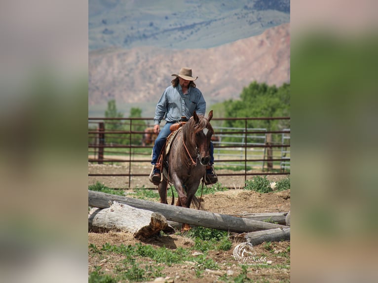 Caballo cuarto de milla Caballo castrado 6 años 152 cm Ruano alazán in Cody