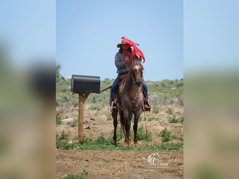 Caballo cuarto de milla Caballo castrado 6 años 152 cm Ruano alazán in Cody