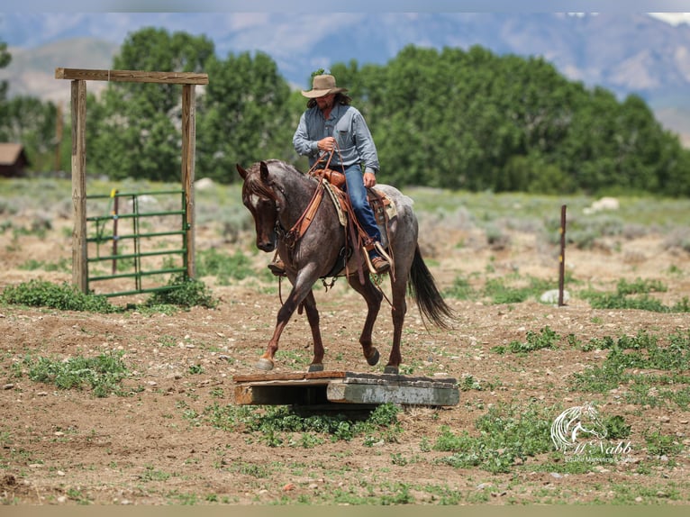 Caballo cuarto de milla Caballo castrado 6 años 152 cm Ruano alazán in Cody