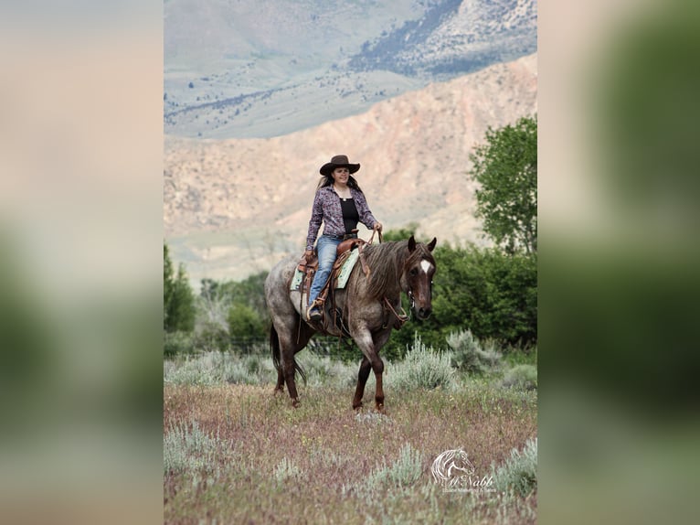 Caballo cuarto de milla Caballo castrado 6 años 152 cm Ruano alazán in Cody