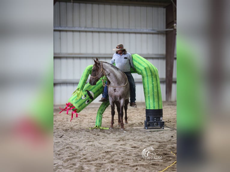 Caballo cuarto de milla Caballo castrado 6 años 152 cm Ruano alazán in Cody