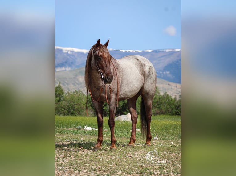 Caballo cuarto de milla Caballo castrado 6 años 152 cm Ruano alazán in Cody