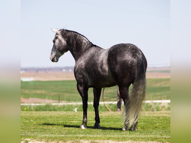 Caballo cuarto de milla Caballo castrado 6 años 152 cm Tordo in Bernard, IA