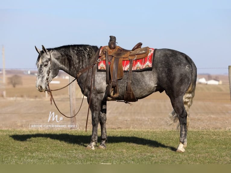 Caballo cuarto de milla Caballo castrado 6 años 152 cm Tordo in Bernard, IA