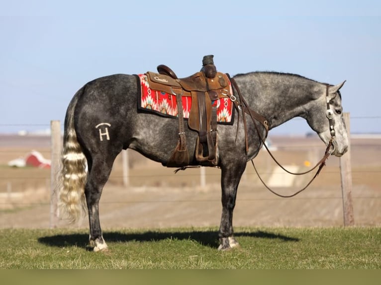 Caballo cuarto de milla Caballo castrado 6 años 152 cm Tordo in Bernard, IA