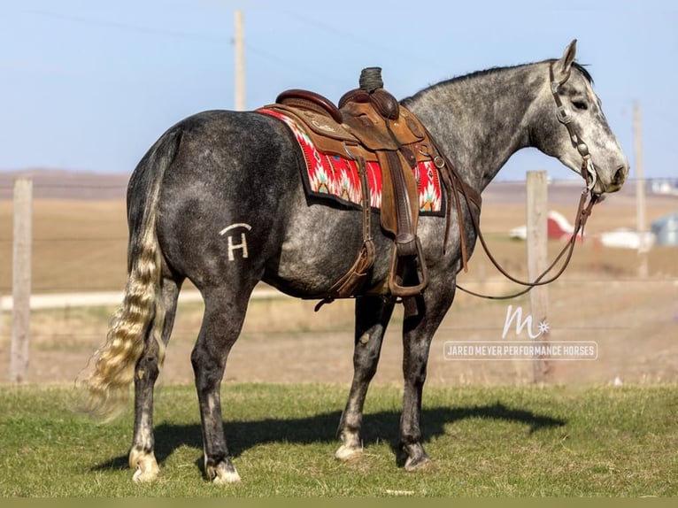 Caballo cuarto de milla Caballo castrado 6 años 152 cm Tordo in Bernard, IA