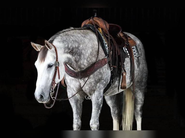 Caballo cuarto de milla Caballo castrado 6 años 152 cm Tordo rodado in Clarion