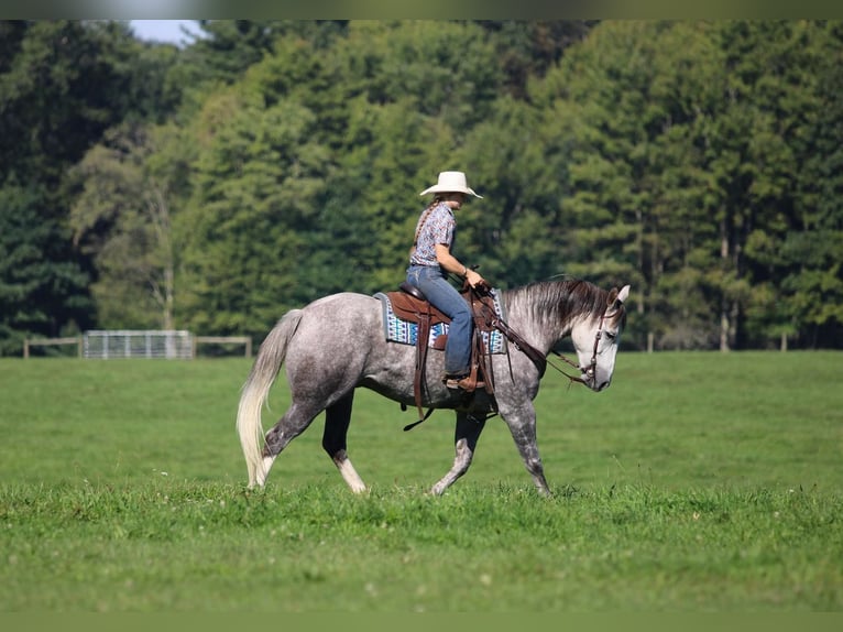 Caballo cuarto de milla Caballo castrado 6 años 152 cm Tordo rodado in Clarion