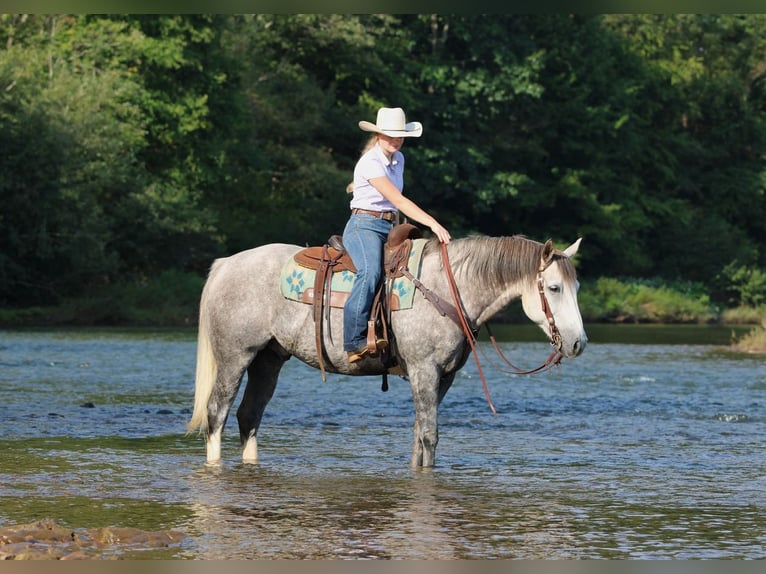 Caballo cuarto de milla Caballo castrado 6 años 152 cm Tordo rodado in Clarion