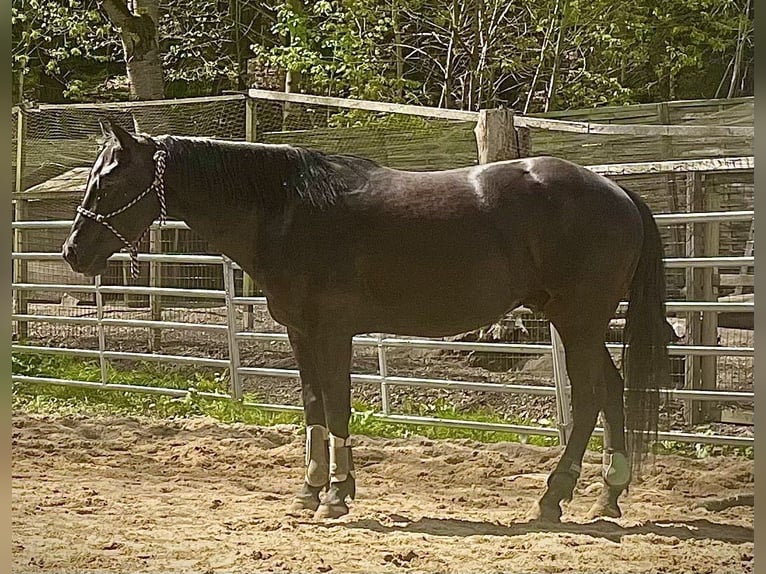 Caballo cuarto de milla Caballo castrado 6 años 153 cm Negro in Gettengr&#xFC;n