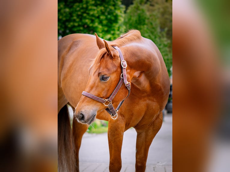 Caballo cuarto de milla Caballo castrado 6 años 154 cm Alazán in Kirchberg am Wechsel
