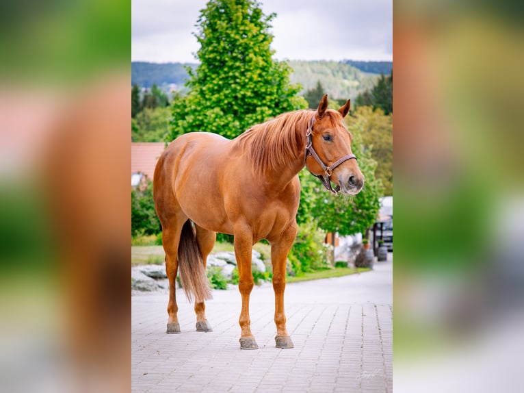 Caballo cuarto de milla Caballo castrado 6 años 154 cm Alazán in Kirchberg am Wechsel