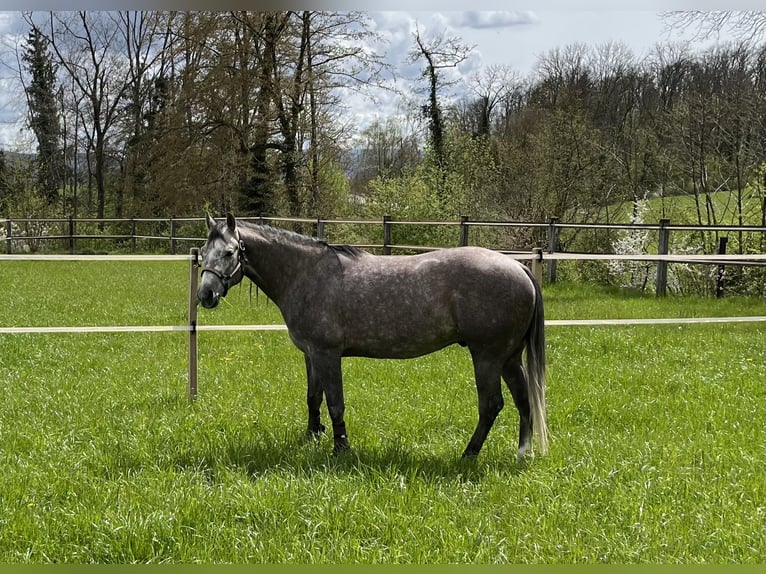 Caballo cuarto de milla Caballo castrado 6 años 154 cm Porcelana in Oberwil BL