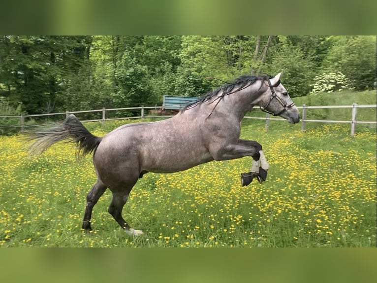 Caballo cuarto de milla Caballo castrado 6 años 154 cm Porcelana in Oberwil BL