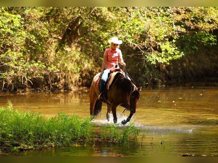 Caballo cuarto de milla Caballo castrado 6 años 155 cm Bayo in Quitman AR