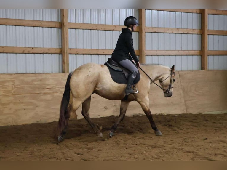 Caballo cuarto de milla Caballo castrado 6 años 155 cm Buckskin/Bayo in Howell, MI