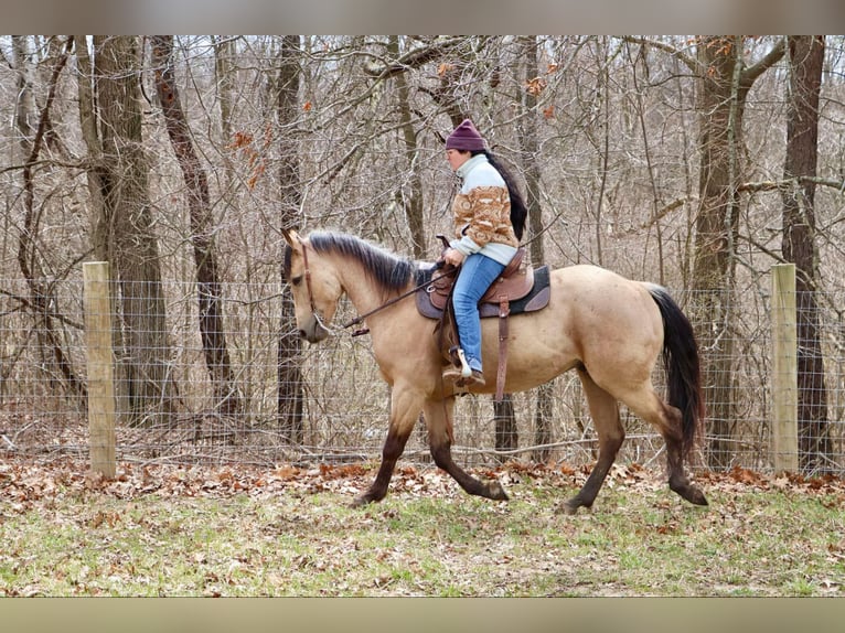 Caballo cuarto de milla Caballo castrado 6 años 155 cm Buckskin/Bayo in Howell, MI