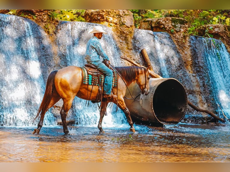 Caballo cuarto de milla Caballo castrado 6 años 155 cm Buckskin/Bayo in Lyles