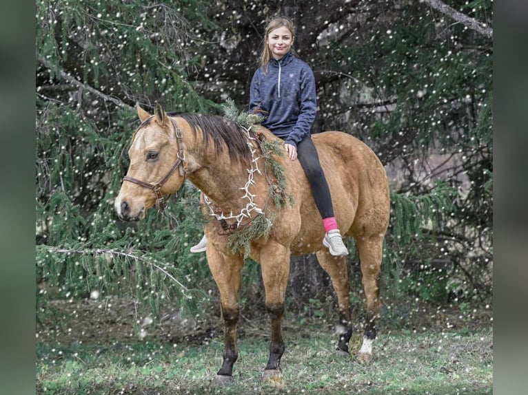 Caballo cuarto de milla Caballo castrado 6 años 155 cm Buckskin/Bayo in New Holland