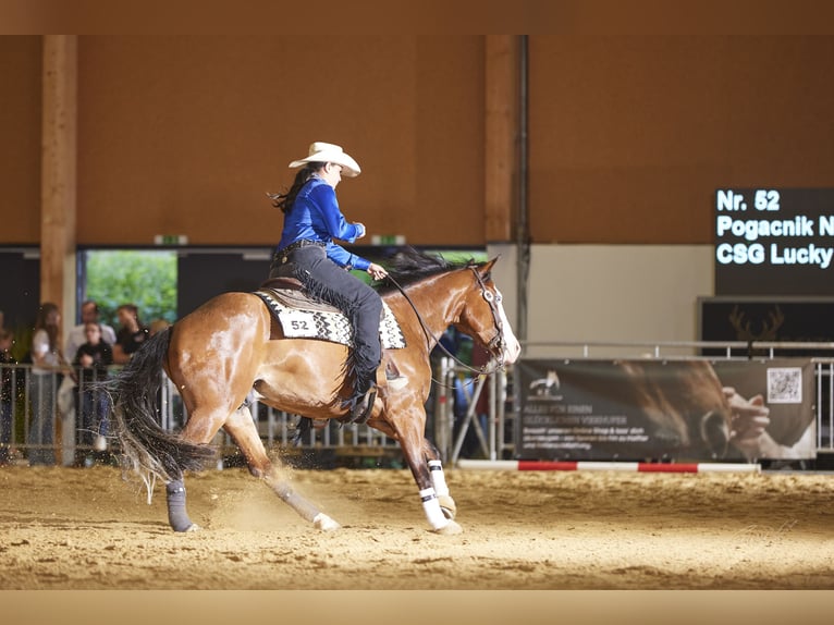 Caballo cuarto de milla Caballo castrado 6 años 155 cm Castaño oscuro in Kumberg