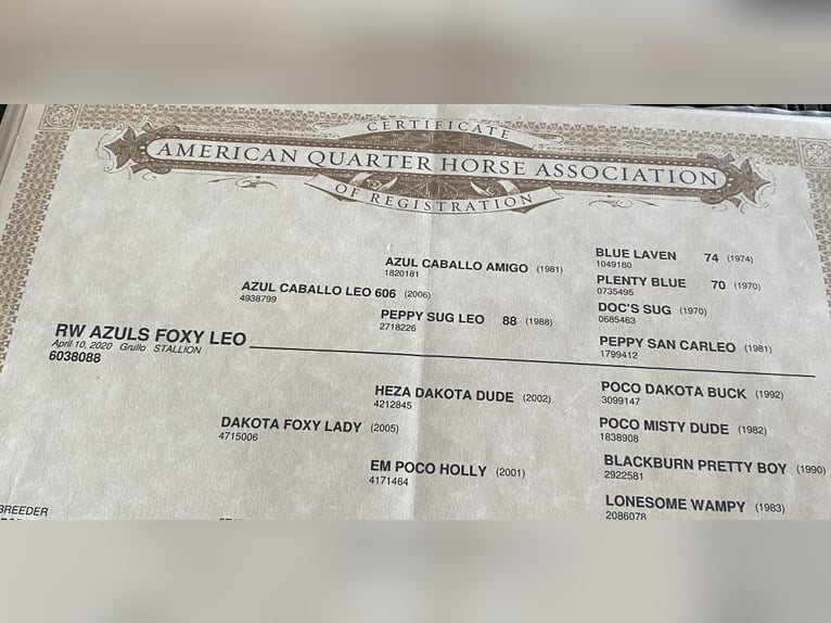 Caballo cuarto de milla Caballo castrado 6 años 155 cm Grullo in Vandalia, IL