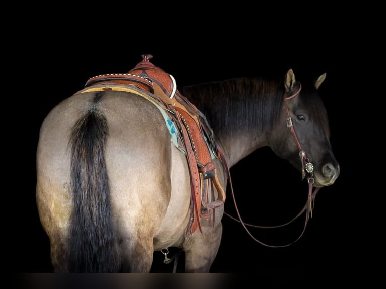 Caballo cuarto de milla Caballo castrado 6 años 155 cm Grullo in Clarion