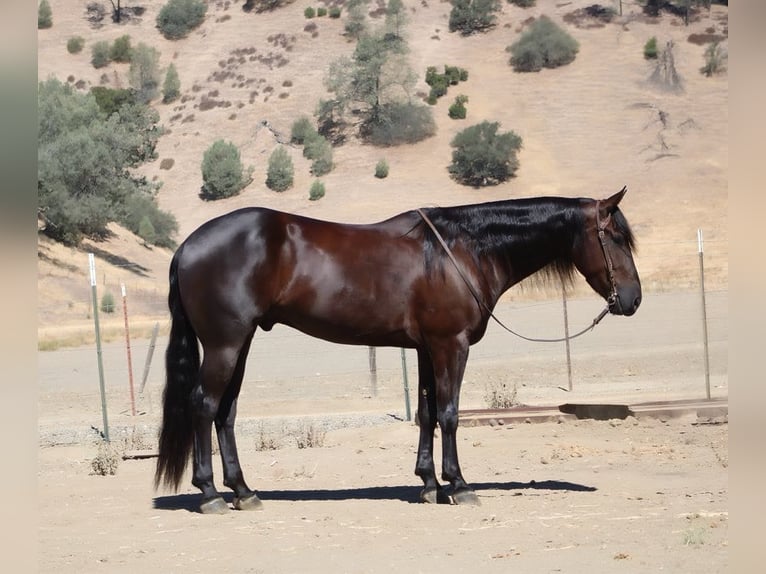 Caballo cuarto de milla Caballo castrado 6 años 155 cm Negro in Paicines, CA
