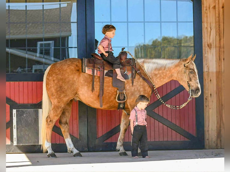 Caballo cuarto de milla Caballo castrado 6 años 155 cm Palomino in Rebersburg