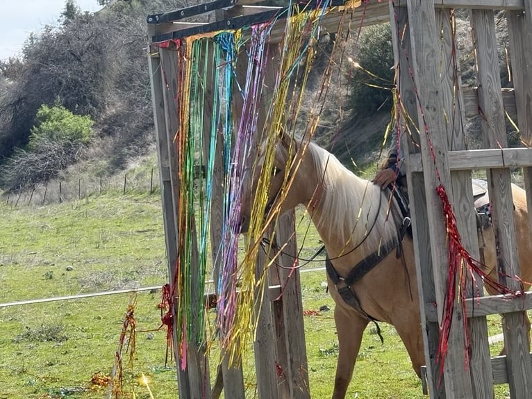 Caballo cuarto de milla Caballo castrado 6 años 155 cm Palomino in Paicines CA