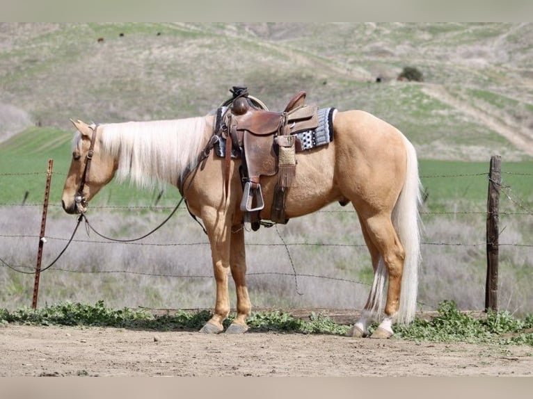Caballo cuarto de milla Caballo castrado 6 años 155 cm Palomino in Paicines CA