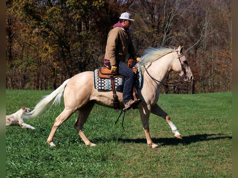 Caballo cuarto de milla Caballo castrado 6 años 155 cm Palomino in Somerset, KY