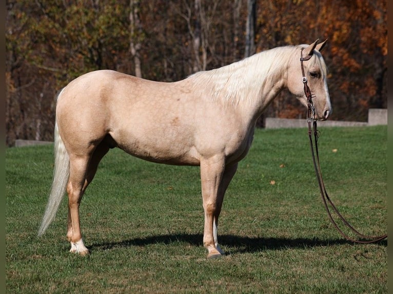 Caballo cuarto de milla Caballo castrado 6 años 155 cm Palomino in Somerset, KY