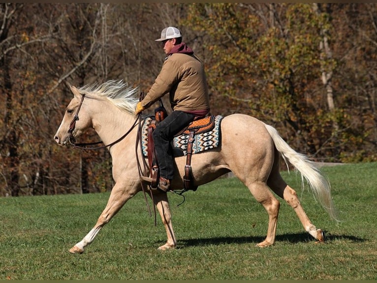 Caballo cuarto de milla Caballo castrado 6 años 155 cm Palomino in Somerset, KY