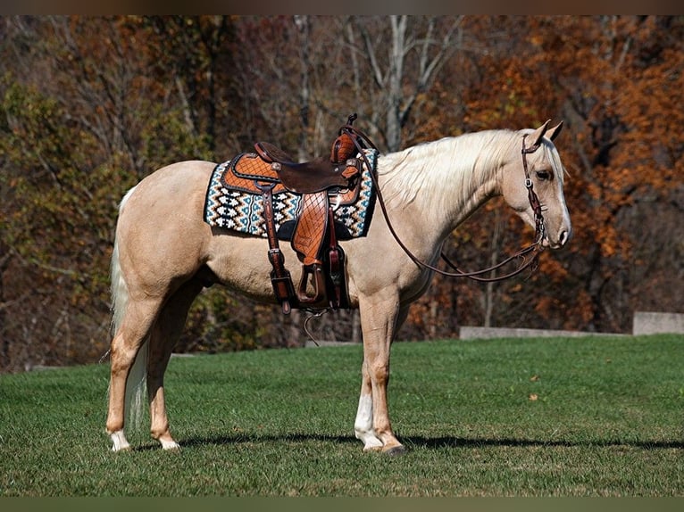 Caballo cuarto de milla Caballo castrado 6 años 155 cm Palomino in Somerset, KY