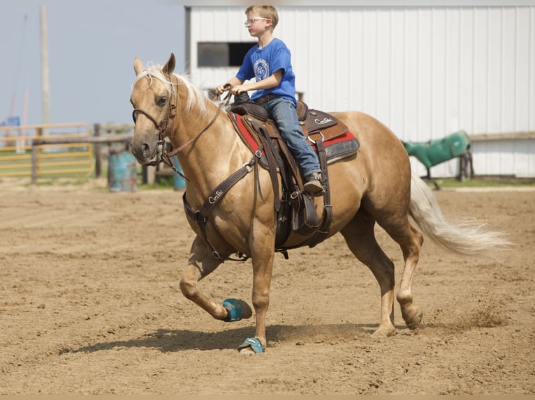 Caballo cuarto de milla Caballo castrado 6 años 155 cm Palomino in Bernard, IA