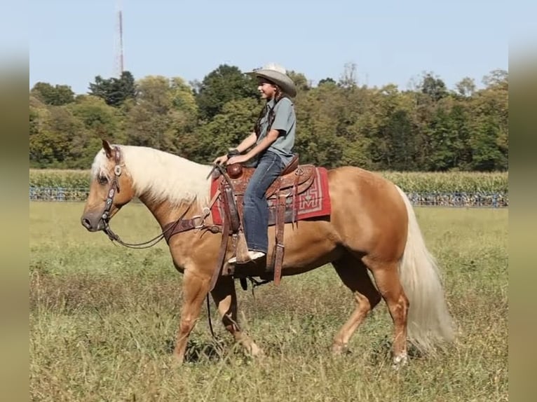 Caballo cuarto de milla Caballo castrado 6 años 155 cm Palomino in Lebanon