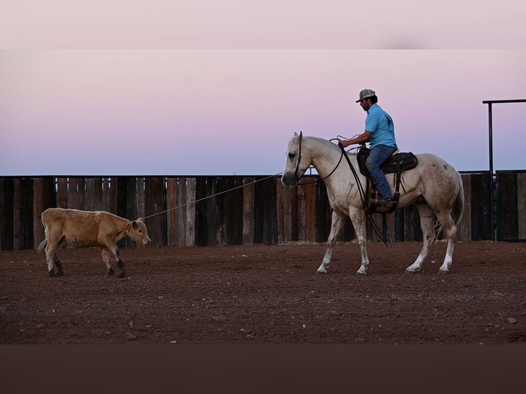 Caballo cuarto de milla Caballo castrado 6 años 155 cm Palomino in Waco