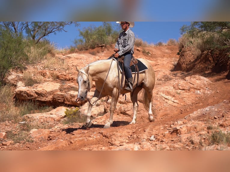 Caballo cuarto de milla Caballo castrado 6 años 155 cm Palomino in Waco