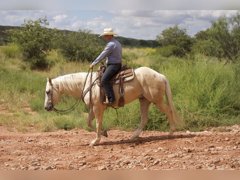 Caballo cuarto de milla Caballo castrado 6 años 155 cm Palomino in Waco
