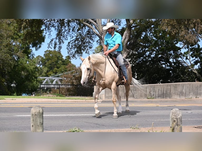 Caballo cuarto de milla Caballo castrado 6 años 155 cm Palomino in Waco