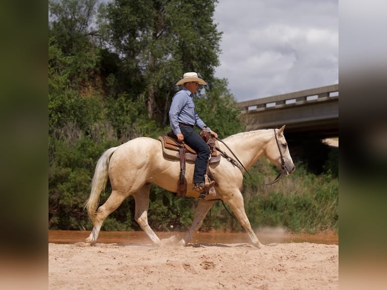 Caballo cuarto de milla Caballo castrado 6 años 155 cm Palomino in Waco