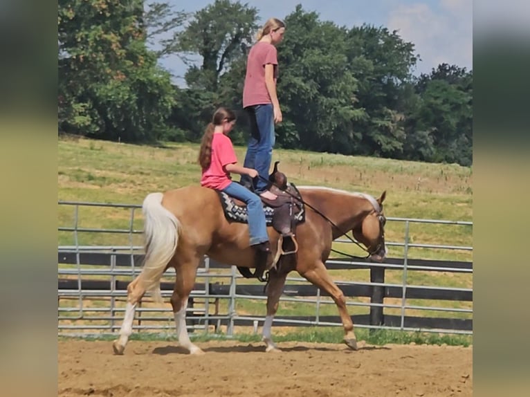 Caballo cuarto de milla Caballo castrado 6 años 155 cm Palomino in Robards, KY