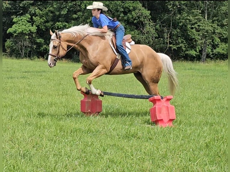 Caballo cuarto de milla Caballo castrado 6 años 155 cm Palomino in Robards, KY